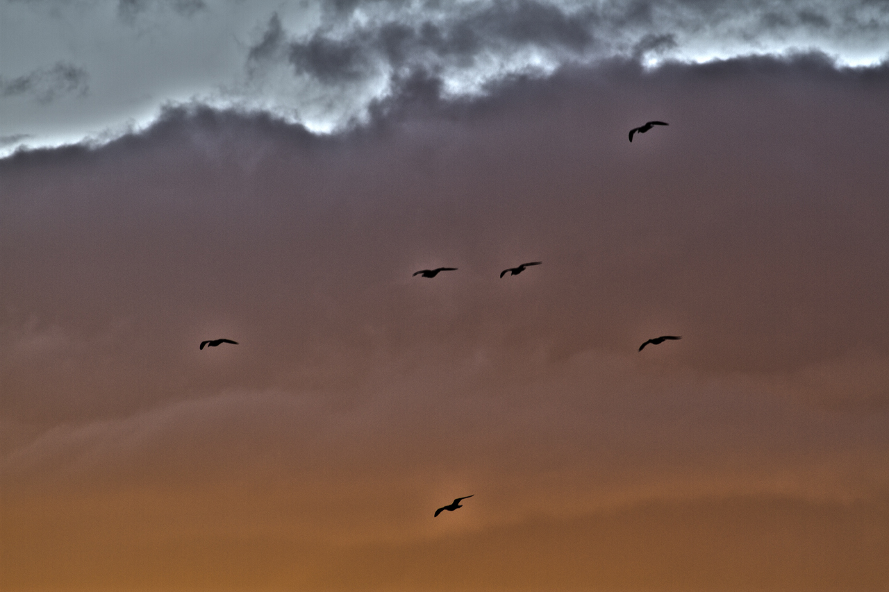 birds in sunrise